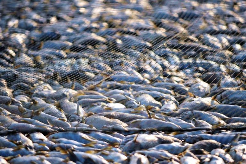 MAP regista 170 barcos de pesca ilegal no Mar de Timor nos últimos dois anos