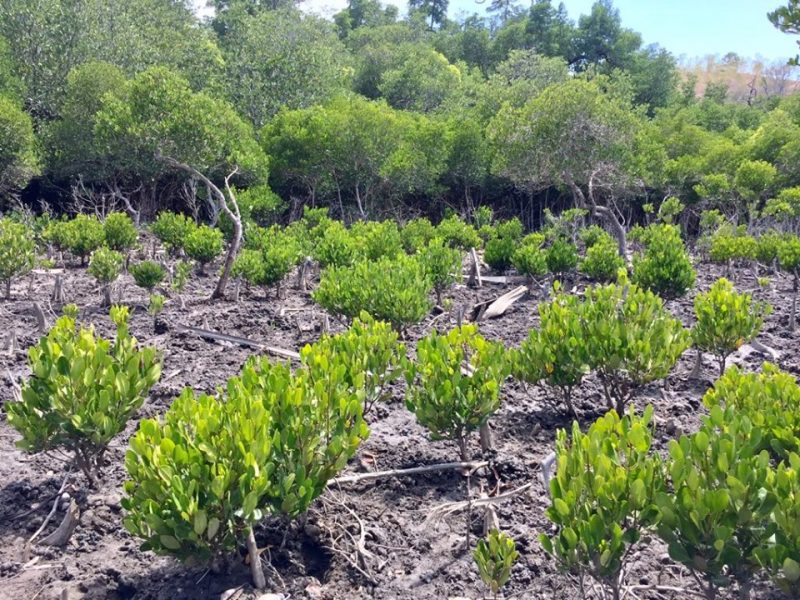 SEP pede proteção de mangais na área de Ulmera