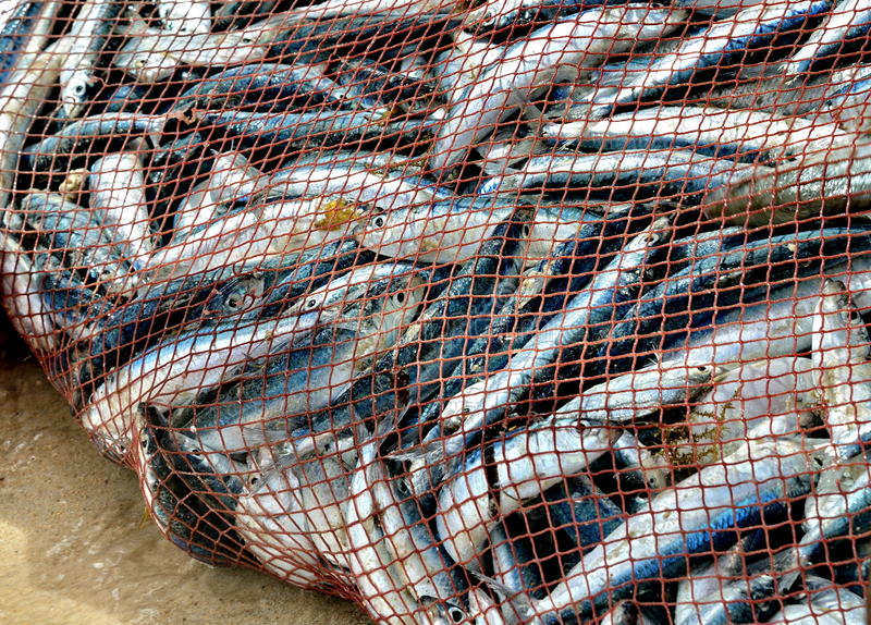 Timor-Leste regista desde janeiro dez barcos de pesca ilegal no Mar de Timor