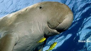 SEA identifica dugongos em quatro zonas do país