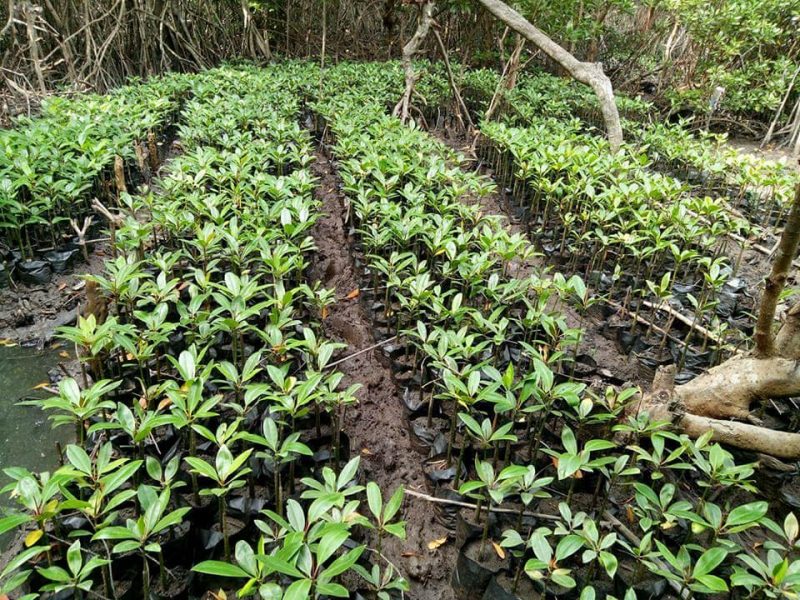 Aprovados subsídios para expansão de cafezais e mangais costeiros
