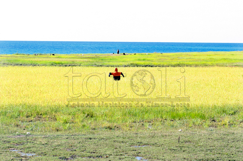 CLN quer adquirir 72 mil toneladas de arroz local