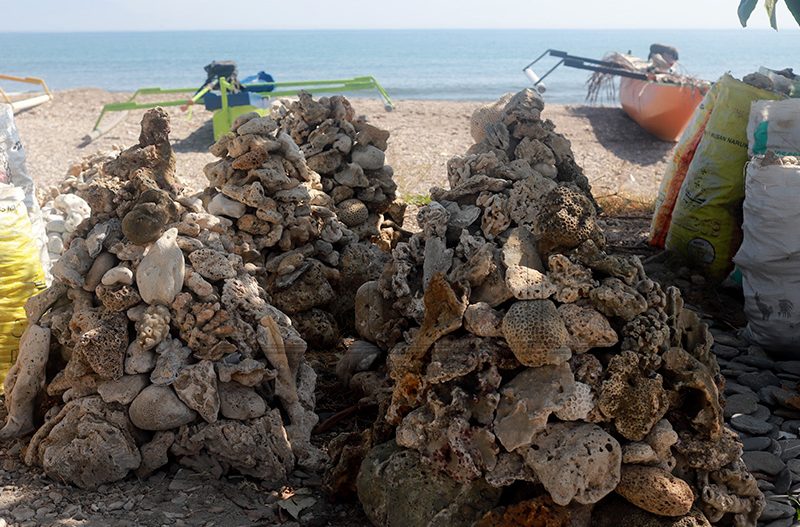 Recolha e venda de corais sujeita a multas