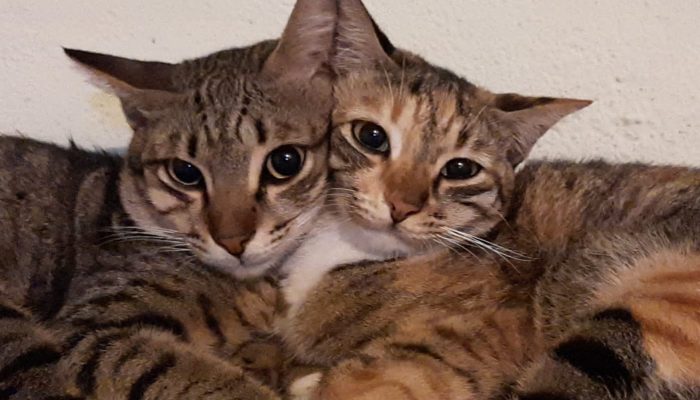 Dia Mundial do Animal: Preservar biodiversidade é crucial para a cadeia alimentar