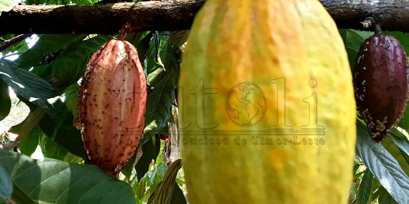 CCT exporta 23 toneladas de Cacau para Singapura