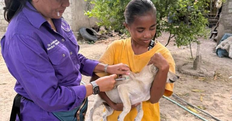 Veterinários condenam abate indiscriminado de cães