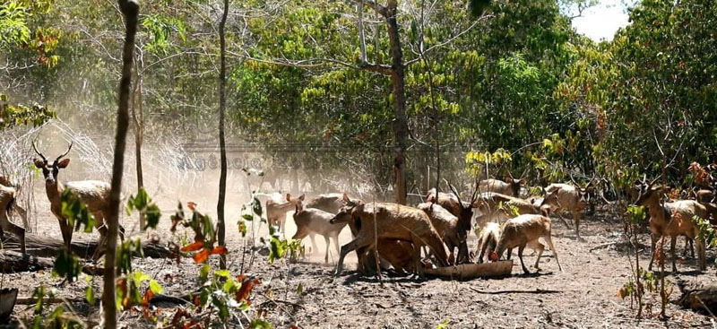 Seca afeta veados em Jaco