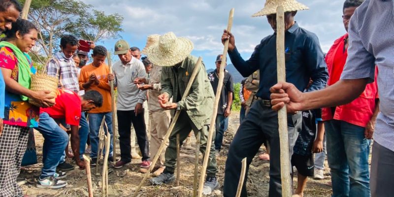 SECoop prevê colheita de 378 toneladas de Bafo Kayrala entre março e abril