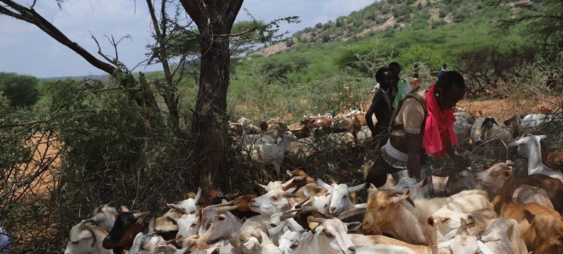 FAO alerta para aumento de doenças animais e pede mais vigilância